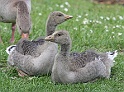 BUGA Schwerin   021